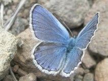 0515 Butterflies